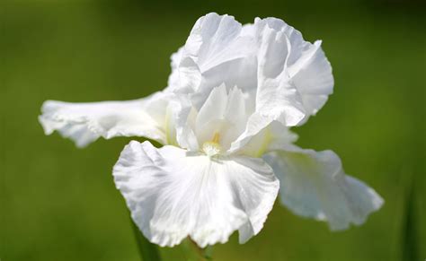 Iris Flower Meanings and Iris Symbolism on Whats-Your-Sign