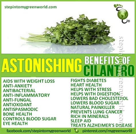 Astonishing benefits if cilantro | Cilantro benefits, Cilantro, Health