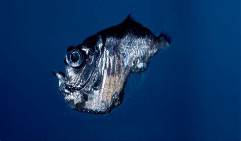 Deep-sea hatchetfish - Australian Geographic