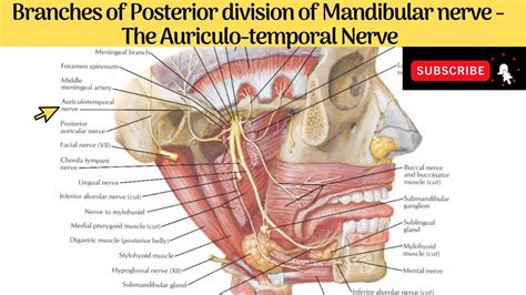 Auriculotemporal Nerve Parotid