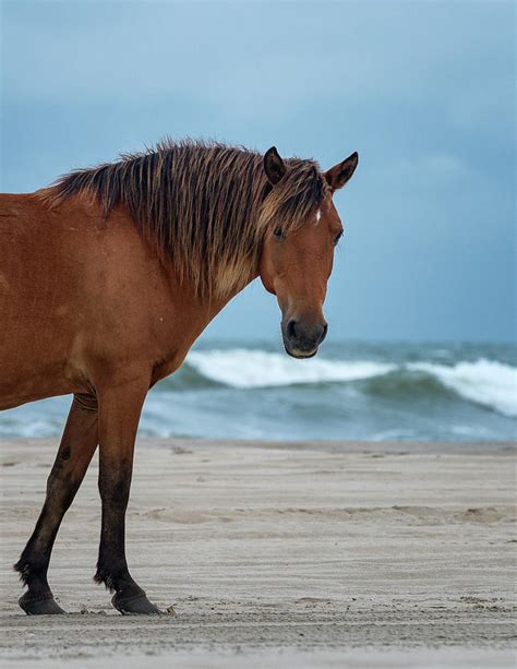 Wild Colonial Spanish Mustang of Carova Stormy Skies Photograph by Mike Koenig