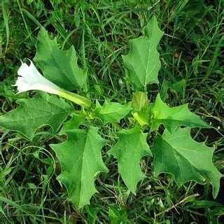 (PDF) Acute poisoning due to ingestion of Datura stramonium – A case report