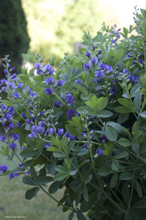 a design snack by Linda Pakravan: Garden to Vase, Baptisia Australis