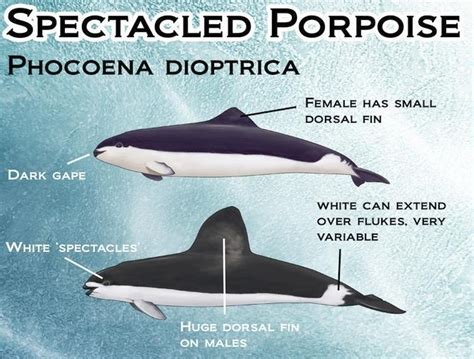 Spectacled porpoise - Alchetron, The Free Social Encyclopedia