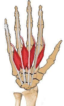 Lumbricals of the hand | Muscle anatomy, Anatomy, Muscle