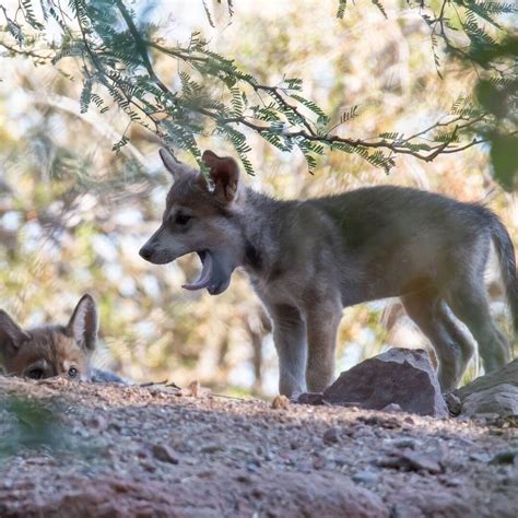 Mexican Wolf Conservation