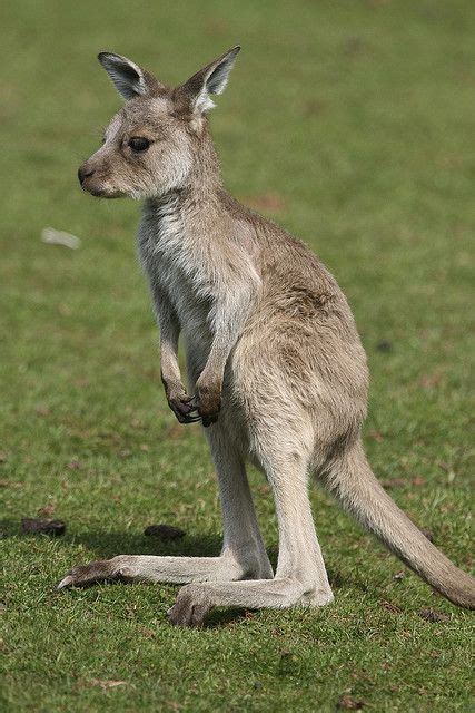 Baby Kangaroo | Cute animals, Cute baby animals, Funny animals