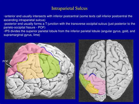 PPT - A Neuroanatomy primer. PowerPoint Presentation, free download - ID:276433