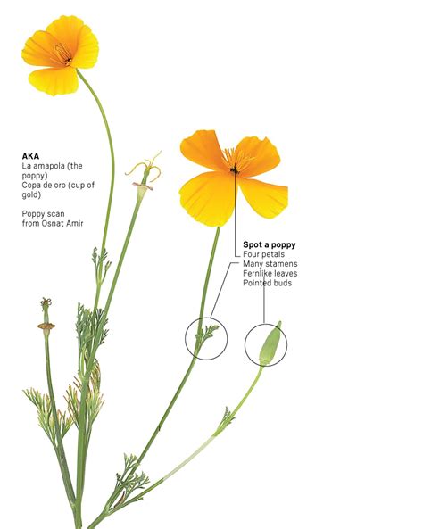 Think you know California flowers? Take our poppy pop quiz