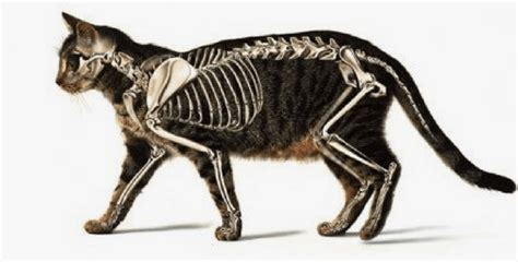 A Cat's Skeleton : All Our Info On Cats' Bones | HolidogTimes | Feline ...