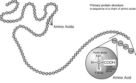 File:Protein-primary-structure.png - Wikipedia