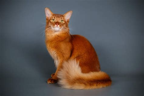 Feline 411: All About The Somali Cat