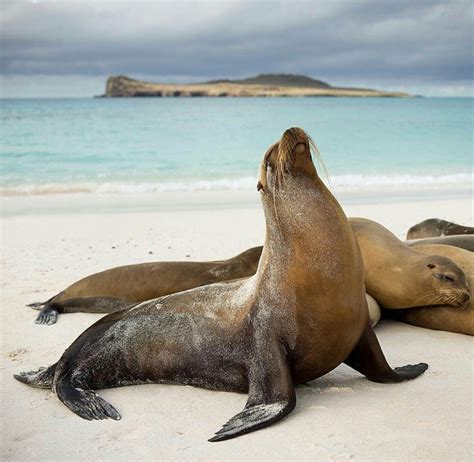 Galapagos Sea Lions | Phoque, Animaux, Sculpture