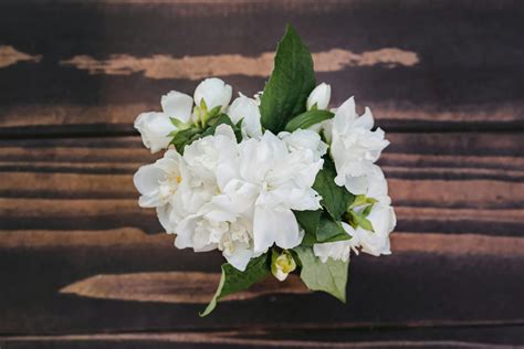 Bouquet of jasmine flowers placed on wooden table · Free Stock Photo