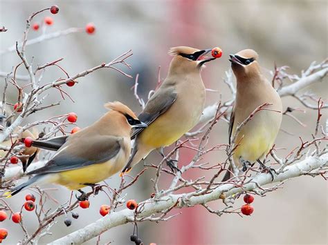 Cedar Waxwing Migration: A Complete Guide | Birdfact