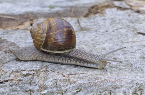 Snail (Helix pomatia) stock photo. Image of season, botany - 43911196