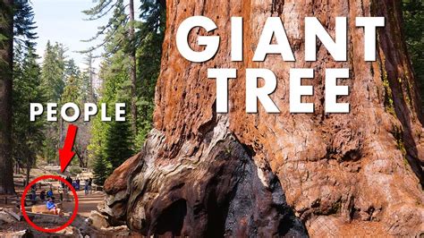 World's Largest Trees GIANT SEQUOIAS | 4K - YouTube