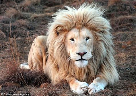 Lion proudly poses for camera in South Africa | Daily Mail Online