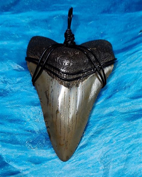 Large Collector Quality Megalodon Shark Tooth Necklace · L1: 2.53 L2: 2 ...