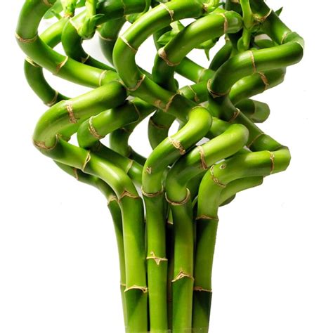 Bamboo Spiral - Tropical Foliage - Exotic Blooms and Foliages - Flowers ...