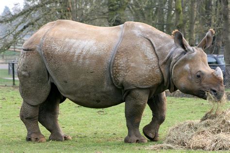 indian rhinoceros | Big animals, Indian rhinoceros, Save the elephants