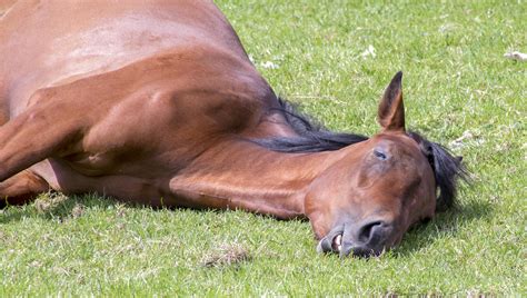 Sleeping Horse in the Sun by Colin Hunter / 500px