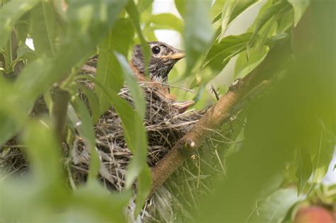 American Robin On Nest