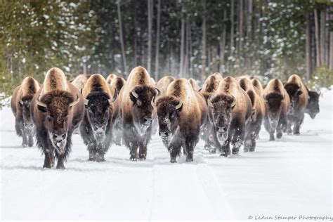 American Bison Herd Print Yellowstone National Park YNP Winter - Etsy