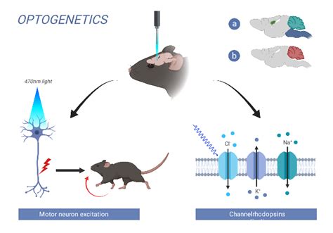 Optogenetics | BioRender Science Templates