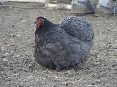 Chicken Breed Focus - Cochin | BackYard Chickens - Learn How to Raise Chickens in 2020 | Chicken ...