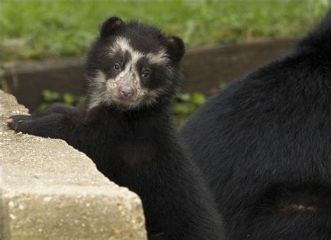 Cute Spectacled Bear Babies (15 pics) - Izismile.com