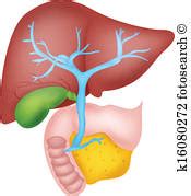 Liver Clipart | Free download on ClipArtMag