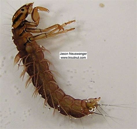 Caddisfly larva | Aquatic insects, Fly fishing flies trout, Insect larvae