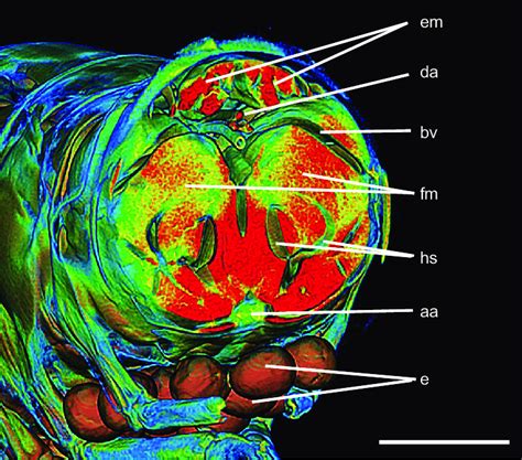 Three-dimensional reconstruction from a micro-CT scan of A. pedersoni,... | Download Scientific ...