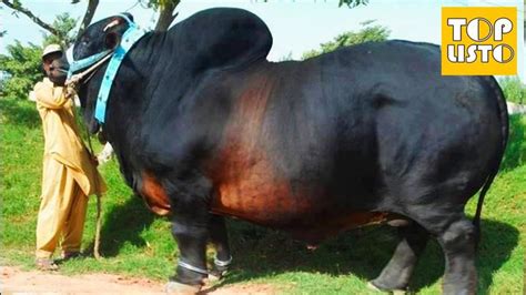 Top 10 Biggest Bulls in the World | Giant Bulls Cow | Unusual animals, Animals wild, Rare animals