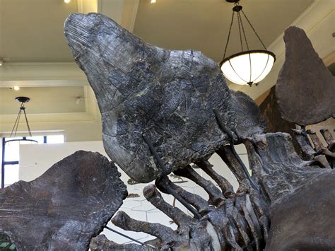 Stegosaurus plates. American Museum of Natural History, New York, NY ...
