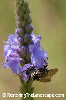 Restoring The Landscape With Native Plants: Another Native Cuckoo Bee