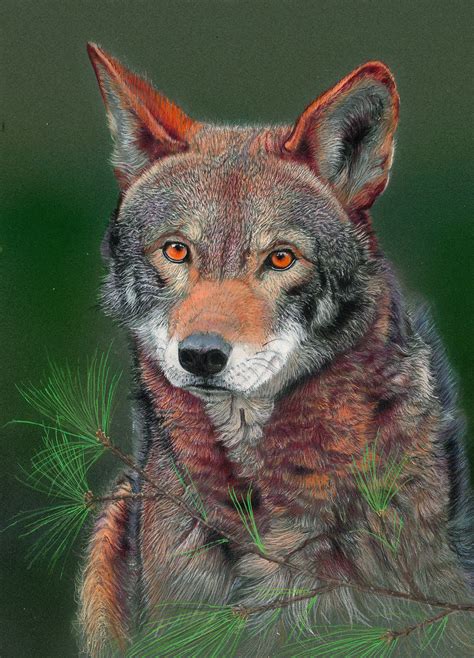 Red Wolf Limited Edition Fine Art Print - Etsy