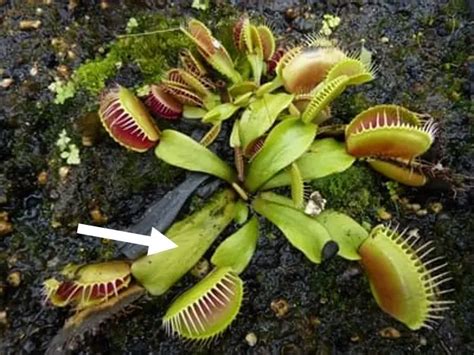 Venus Flytrap Parts with Diagram and Photos – Venus Flytrap World