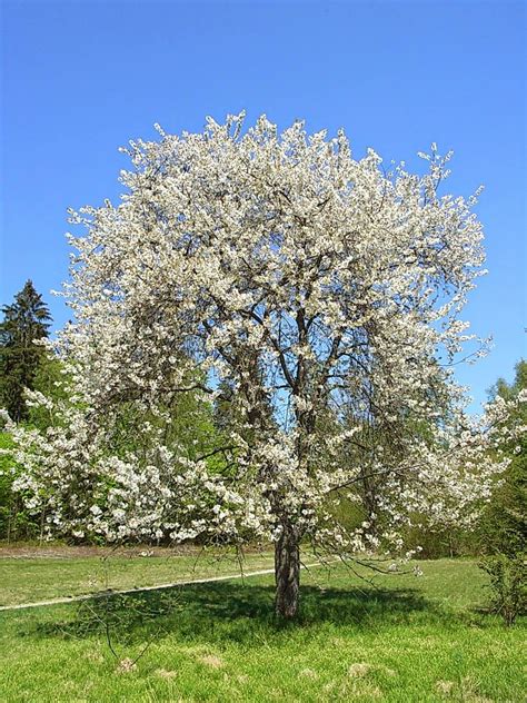 Prunus Avium - Wild Cherry | Plants, Tree seeds, Fruit trees