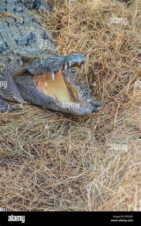 Crocodile egg nest hi-res stock photography and images - Alamy