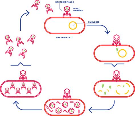 Phage Therapy - Cytophage