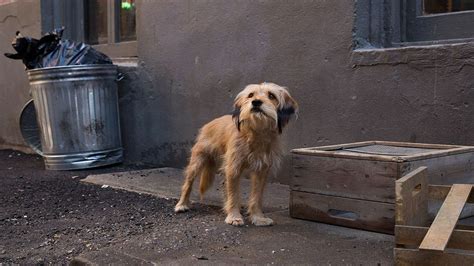 Benji movie review: Simplicity and warmth of Brandon Camp's film makes the adorable dog a ...