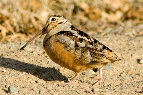 Sky Dance of the American Woodcock • The National Wildlife Federation Blog : The National ...