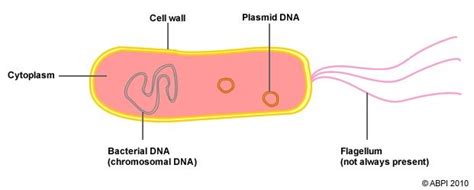 Bacteria - Definition and Structure | Reproduction | Bacteria and Human