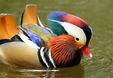 mandarin duck, male | Mandarin duck, Duck, Pet birds