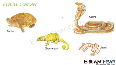 Reptilia Examples