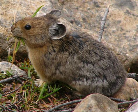 American Pika - Ochotona princeps | Wildlife Journal Junior