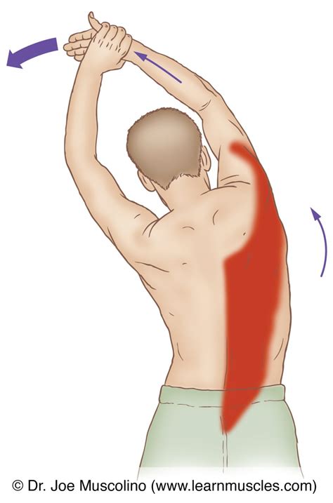 Latissimus Dorsi (Lat)- Stretching - Learn Muscles