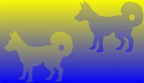 #Illusions Both dogs are the same color Simple Optical Illusions, Color ...